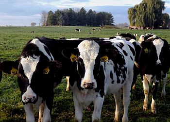 British, Irish Dairy farmers welcome in Australia