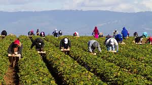 Canada making it easier for farm sector labor to immigrate to Canada and get Permanent residency status