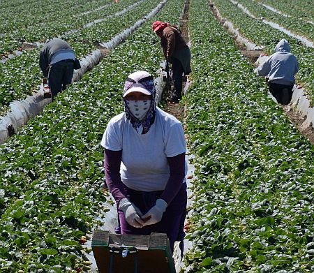 US Farmers Don’t Favor Trump’s Anti-Immigrant Rhetoric