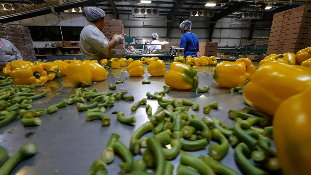 Canada Changes Controversial Four-in-four-out rule to help farm workers