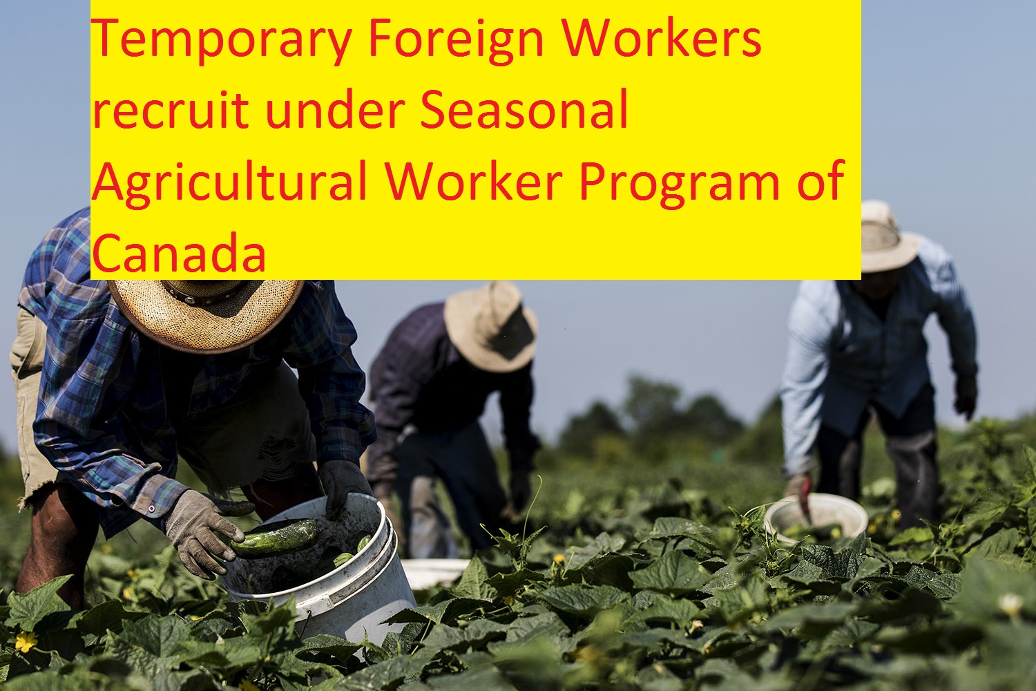 Seasonal Agricultural Worker Program of Canada-Know all About it