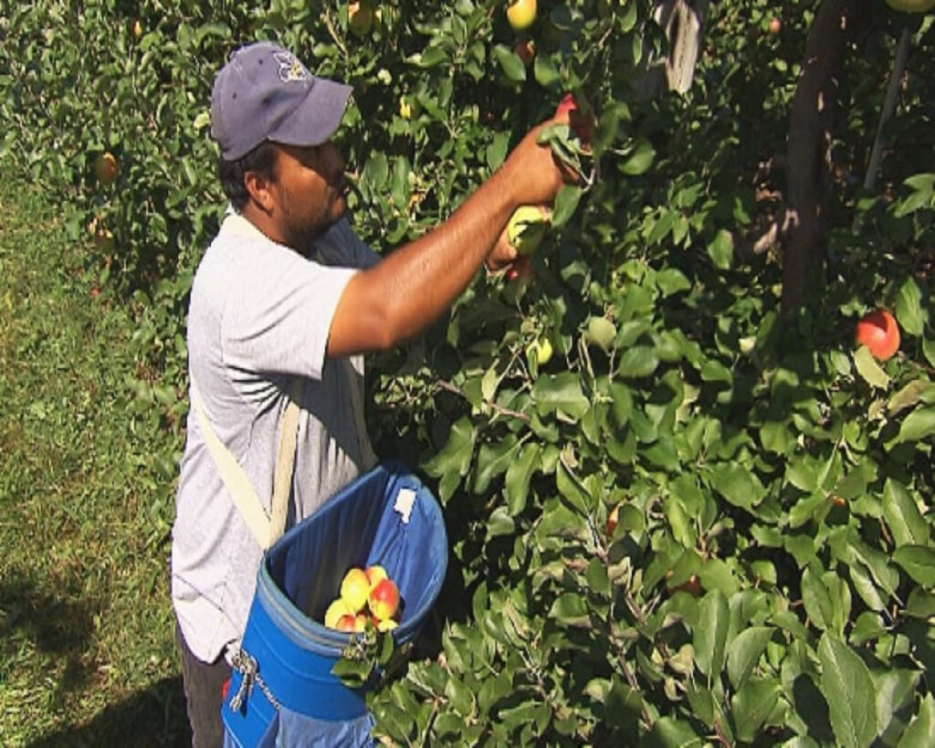 The Miserable State of Temporary Workers in Quebec Farms