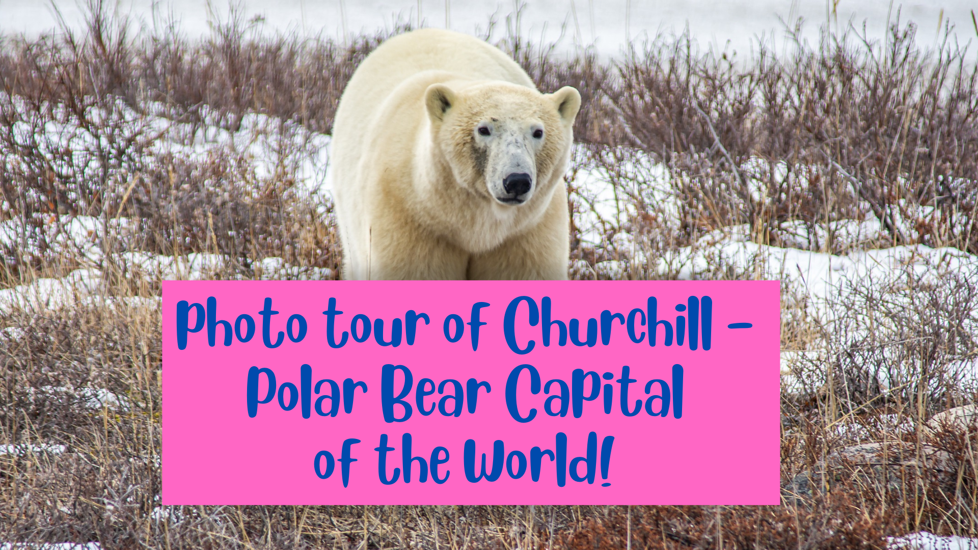 Polar Bear Capital of the World